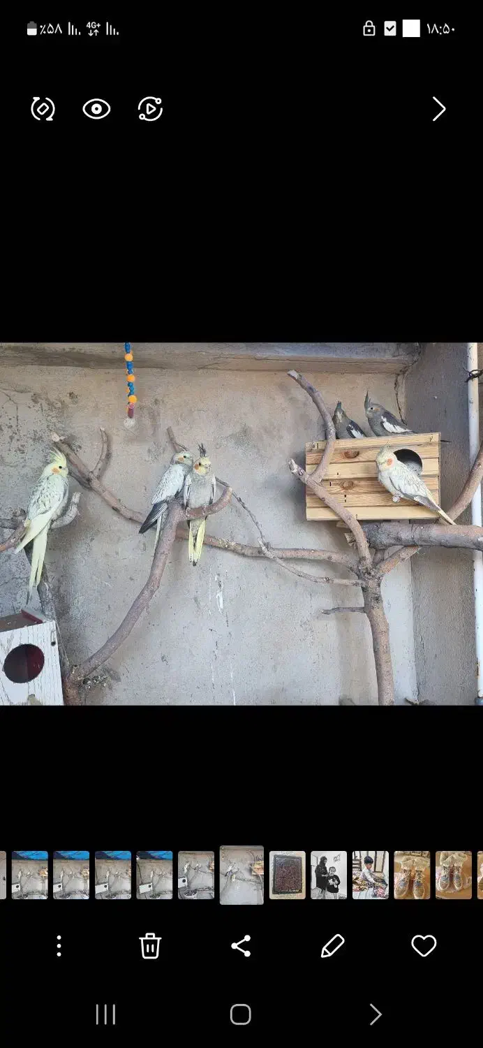 عروس هلندی|پرنده|ملکشاهی, |دیوار