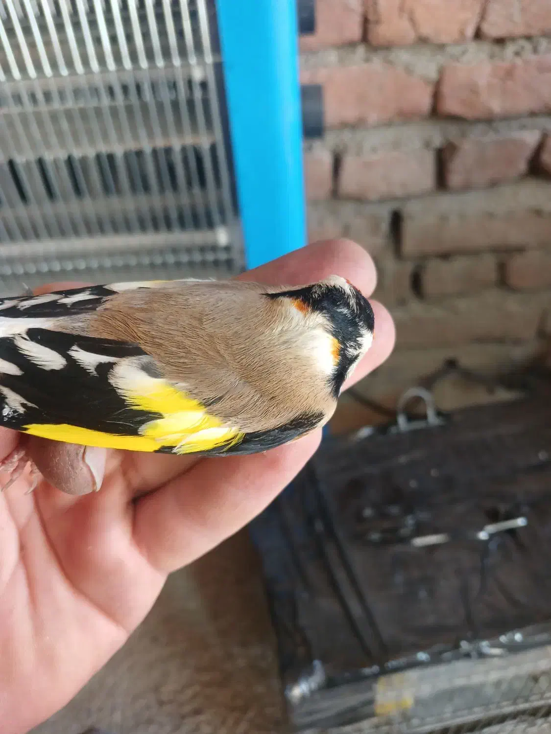 سهره حلب|پرنده|بانه, |دیوار