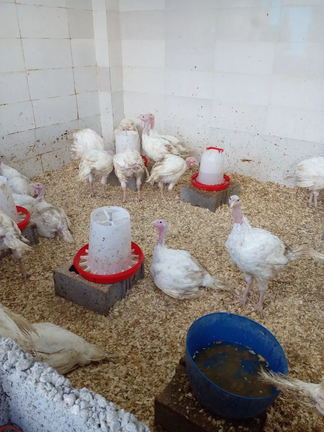 فروش بوقلمون زنده|حیوانات مزرعه|رشت, شهرک صنعتی|دیوار