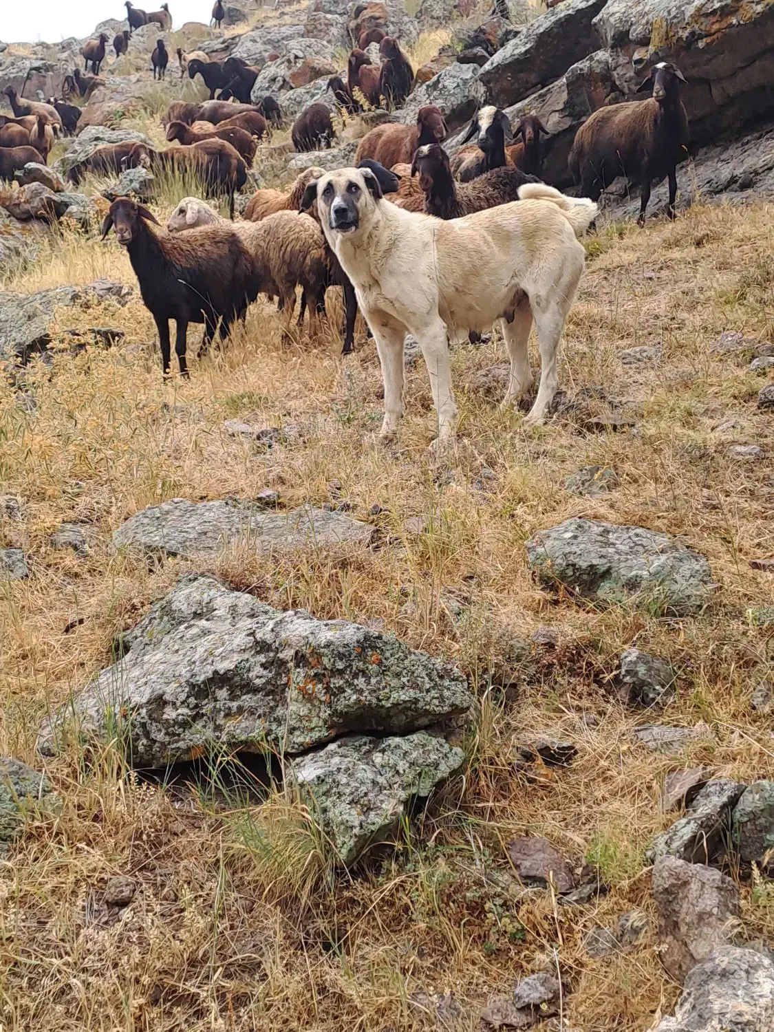 ماده الاش|سگ|اردبیل, |دیوار