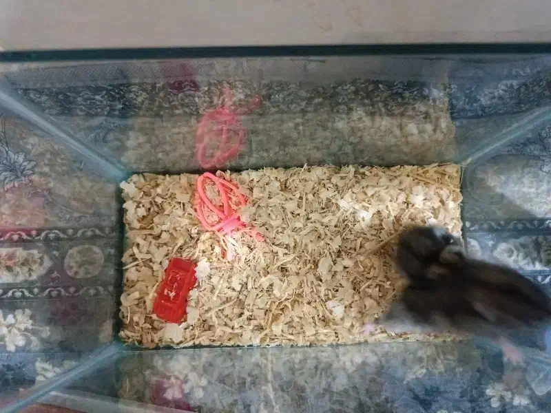 همستر دستی|موش و خرگوش|میانه, |دیوار