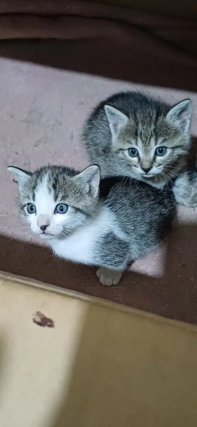 واگذاری بچه گربه سه ماهه|گربه|کرج, خرمدشت|دیوار