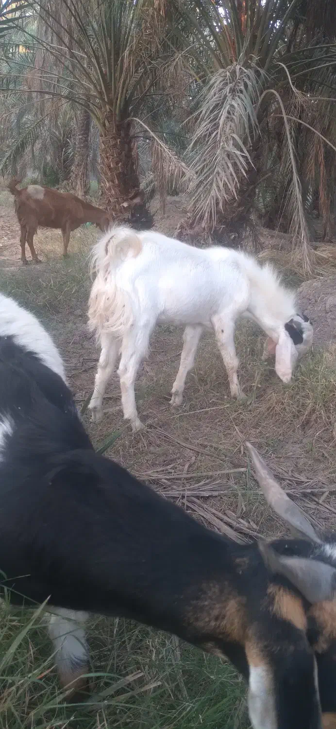 بزابستن وزاییده فروشی..|حیوانات مزرعه|جیرفت, |دیوار