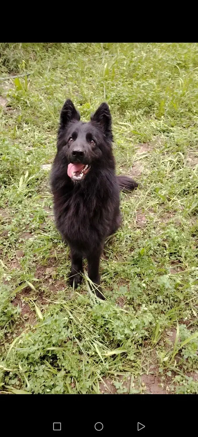 ژرمن بلک ماده ی شیتزو باهوش|سگ|بم, |دیوار