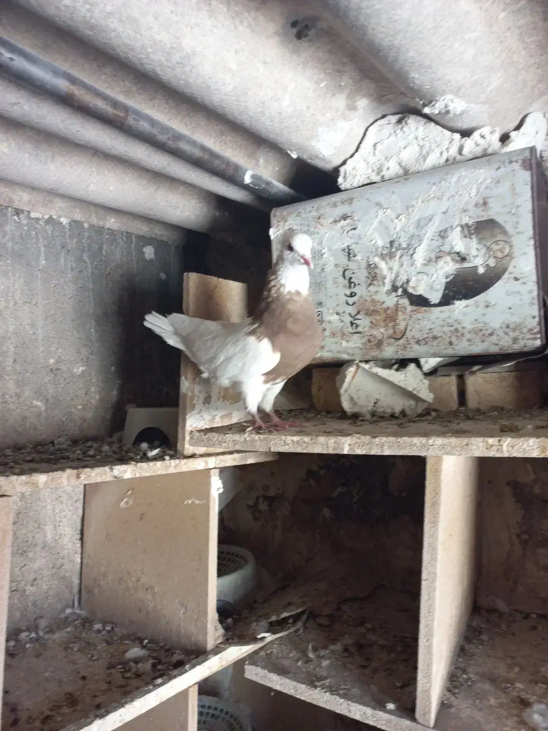 معاوضه فقط،با عســل کوهی|پرنده|دهدشت, |دیوار