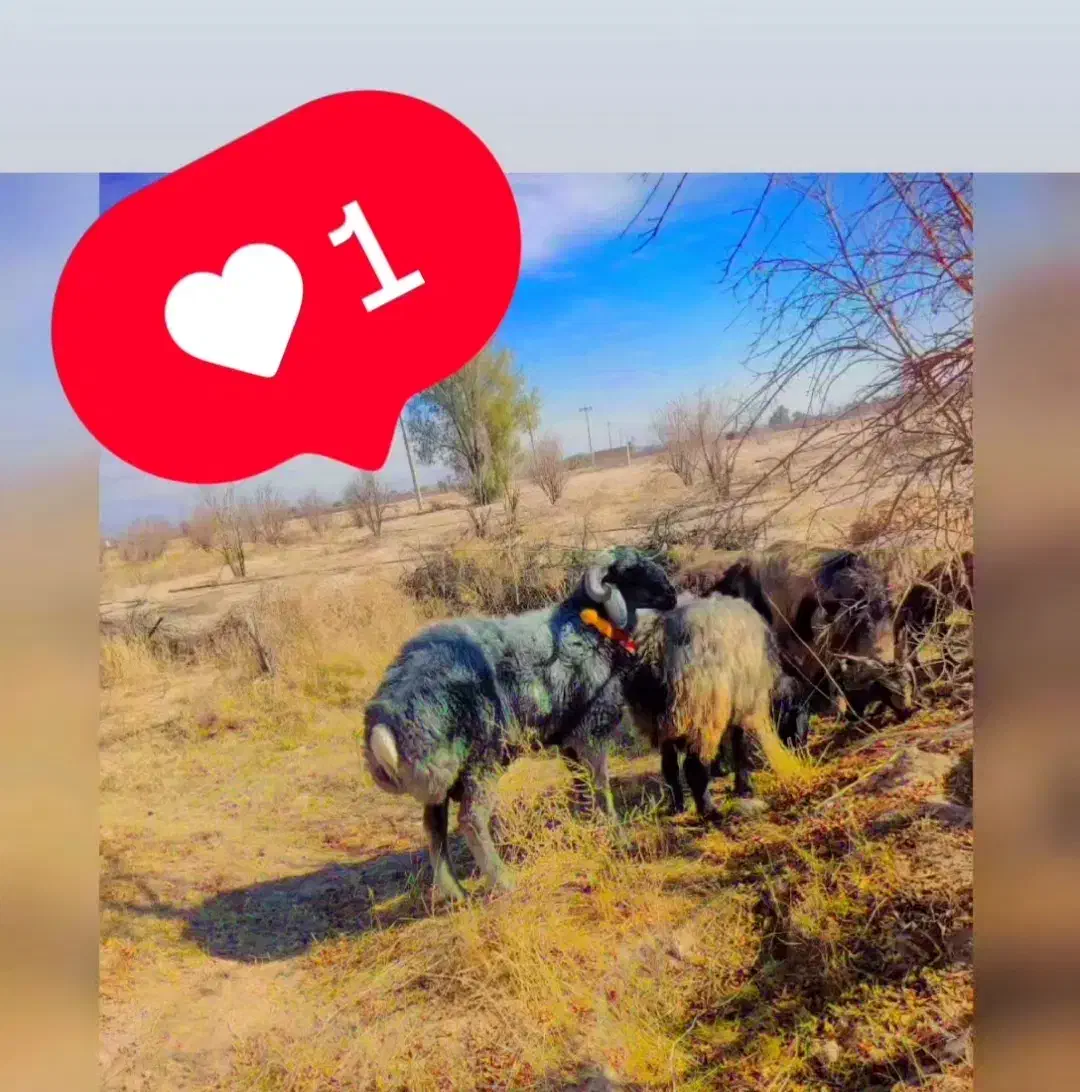 فروش 42 عدد شیشک میش داشتی روزگاری|حیوانات مزرعه|فسا, |دیوار