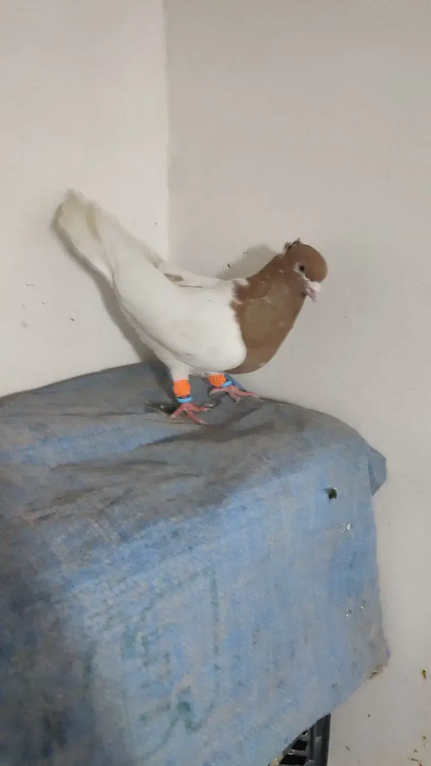 شوش|پرنده|شوش, |دیوار