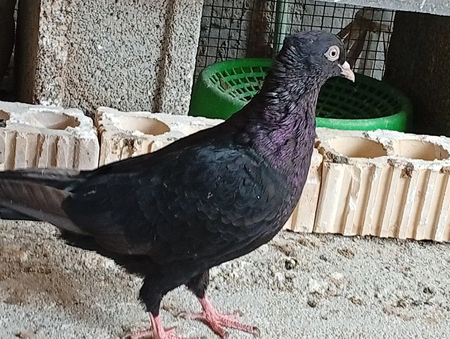 کبوتر آبادانی|پرنده|بوشهر, |دیوار