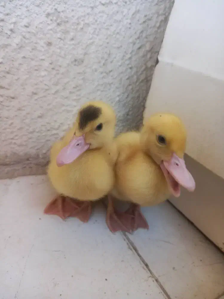 یک جفت جوجه اردک مسکویی سرحال و زبل|حیوانات مزرعه|تهران, قصر فیروزه ۲|دیوار