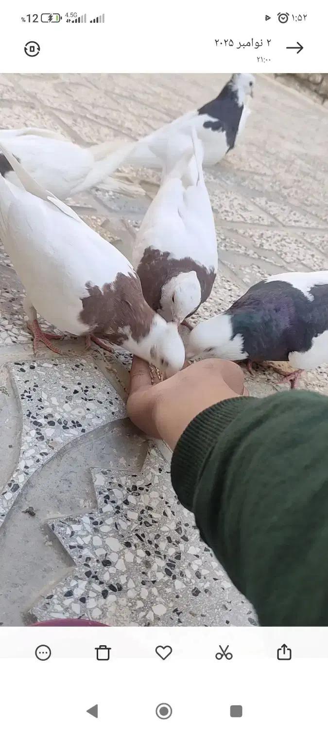 دوتا جوجه جوانه طوقی سرخ|پرنده|تربتحیدریه, کلاته توکلی|دیوار