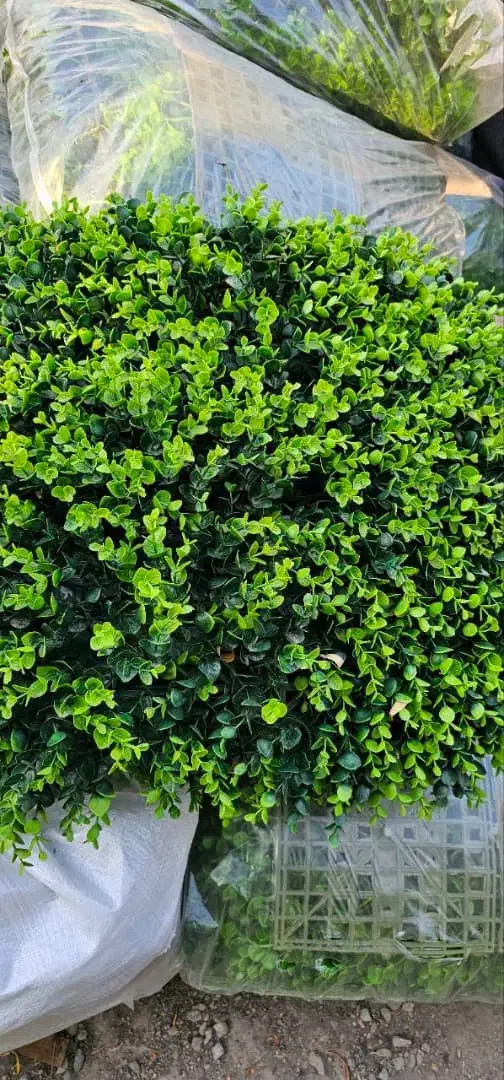 گرینوال پرتقالی|گل و گیاه طبیعی|تهران, یافت آباد شمالی|دیوار