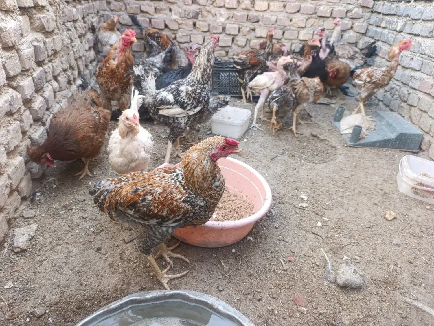 مرغ و جوجه محلی زیر مرغی|حیوانات مزرعه|زابل, |دیوار