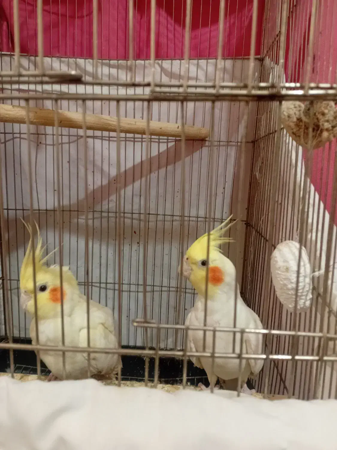 یه جفت عروس هلندی|پرنده|تهران, شمشیری|دیوار