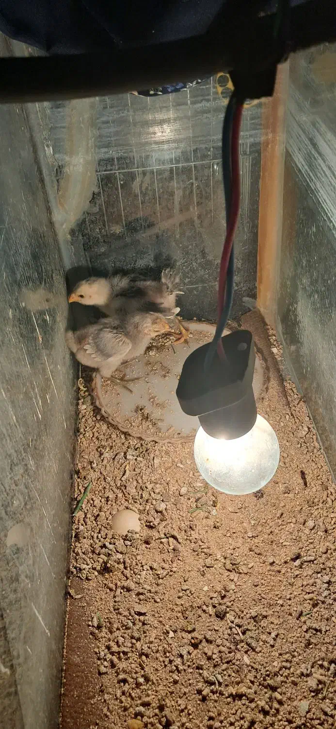 جوجه گلین|حیوانات مزرعه|زید آباد, |دیوار