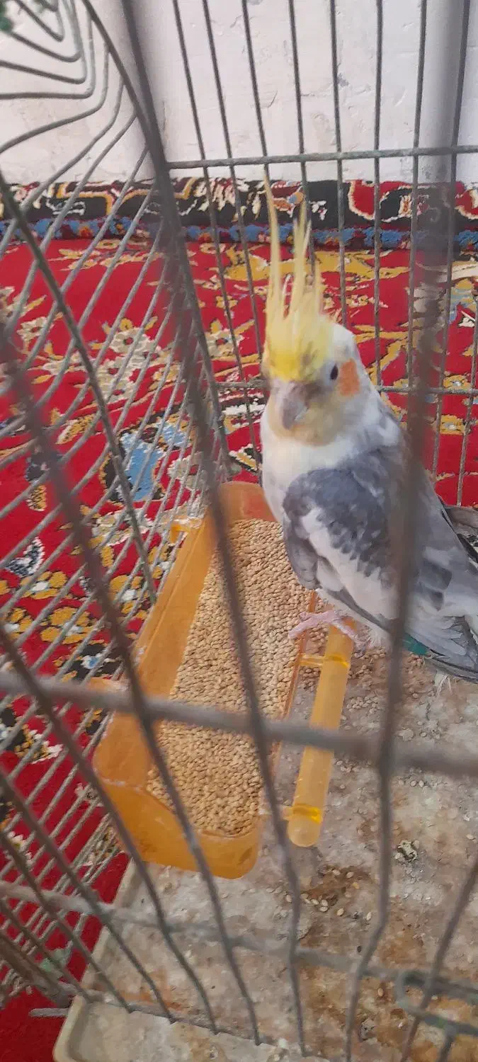 عروس هلندی|پرنده|زهک, |دیوار