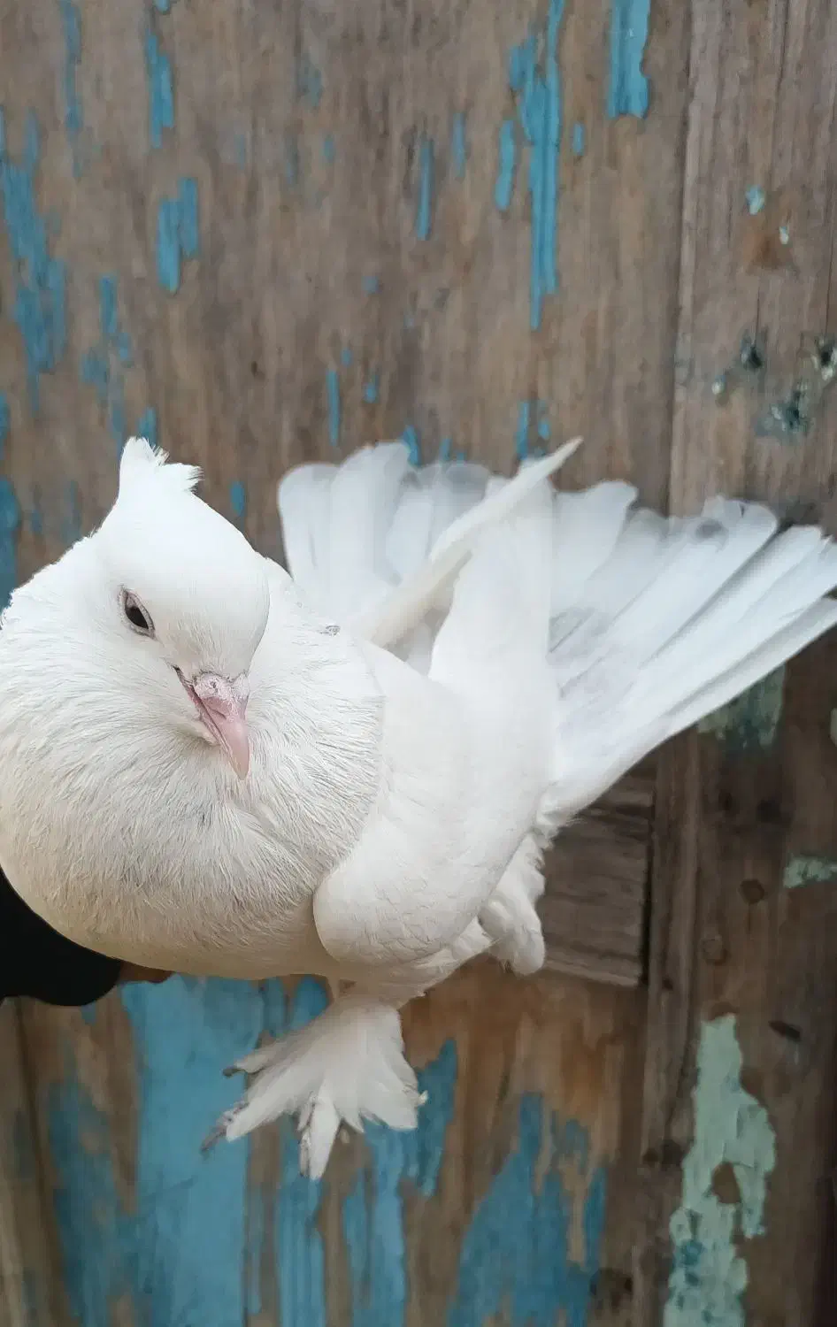 کبوتر پرشی|پرنده|ماهنشان, |دیوار