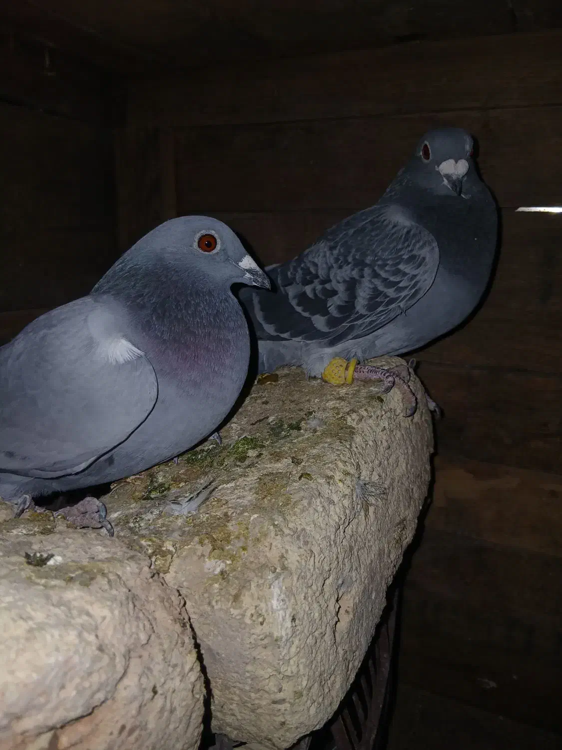 پلاکی|پرنده|کنگاور, |دیوار