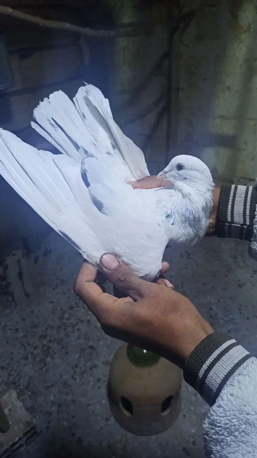 کبوتر پرشی|پرنده|ماهنشان, |دیوار