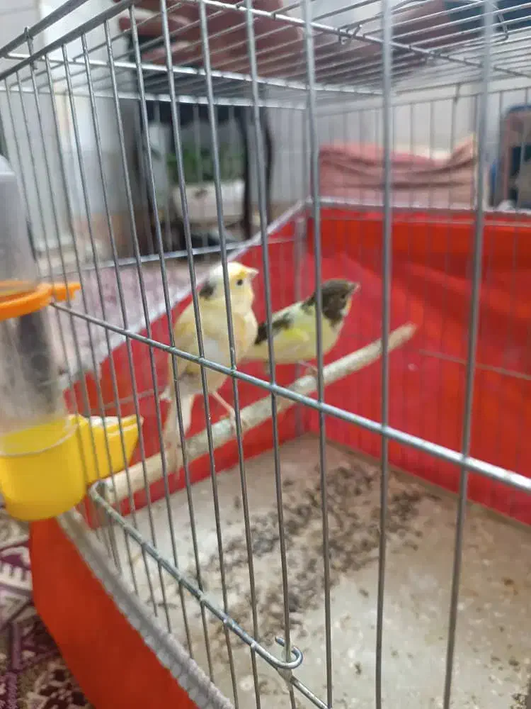 قناری|پرنده|باقرشهر, |دیوار