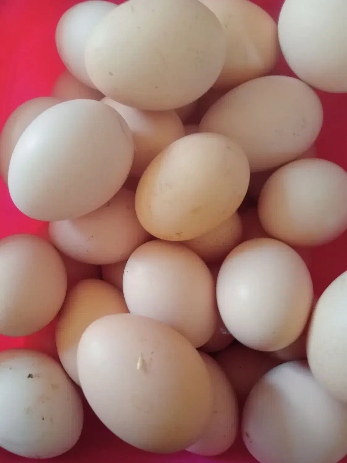 تخم مرغ محلی|خوردنی و آشامیدنی|نهاوند, |دیوار