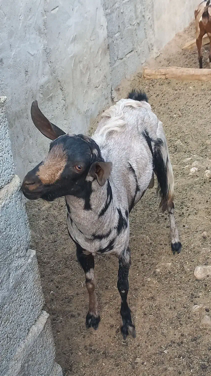 نری|حیوانات مزرعه|خمیر, |دیوار