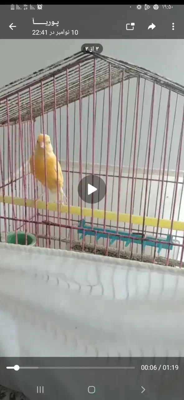 قناری نر|پرنده|گلپایگان, |دیوار