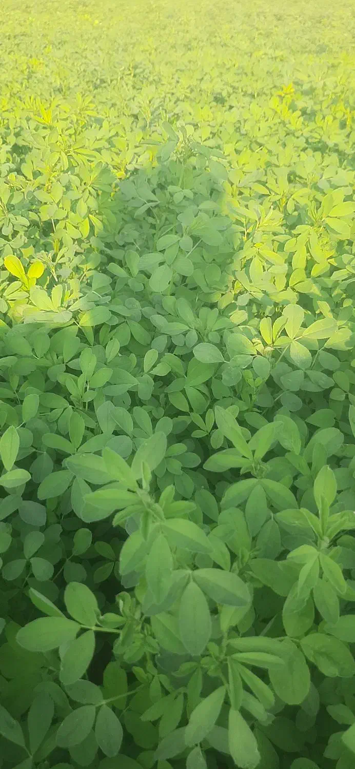 بذر یونجه رنجرامریکایی|خدمات باغبانی و درختکاری|مرودشت, فاز اول شهرک فرهنگیان|دیوار