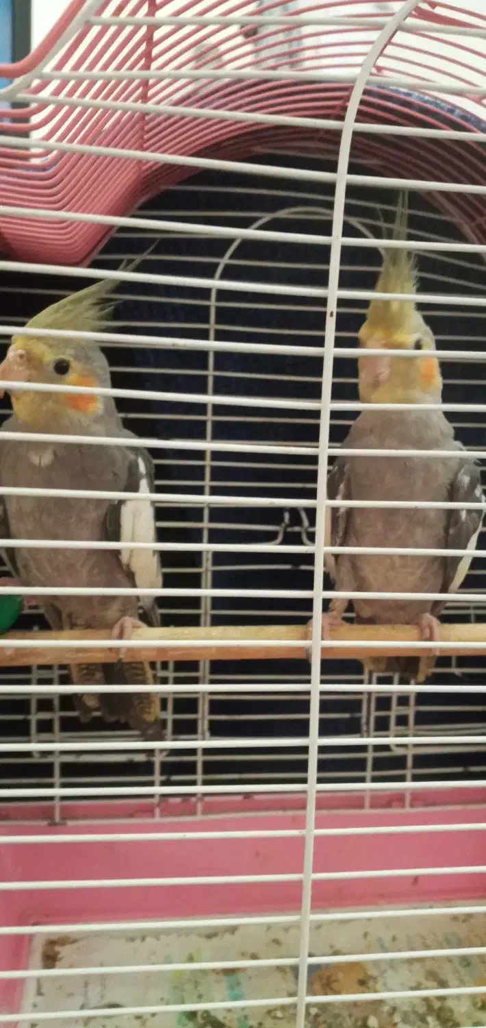 فروش|پرنده|شفت, |دیوار