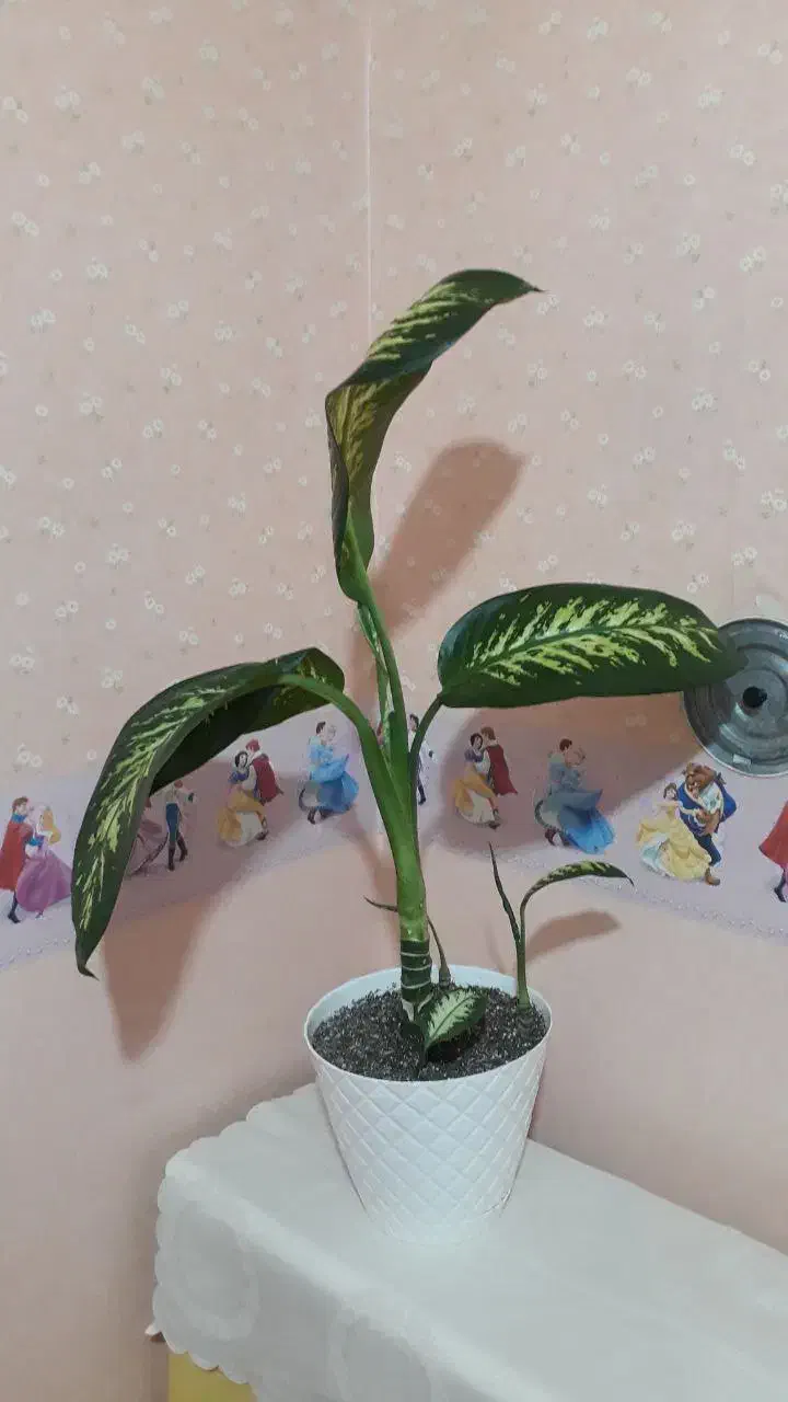 افوربیا دیفن زیپلین|حراج|تبریز, |دیوار