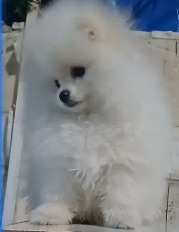 فروش یا معاوضه توله پامرانین خرسی بو فیس|سگ|تهران, زرکش|دیوار