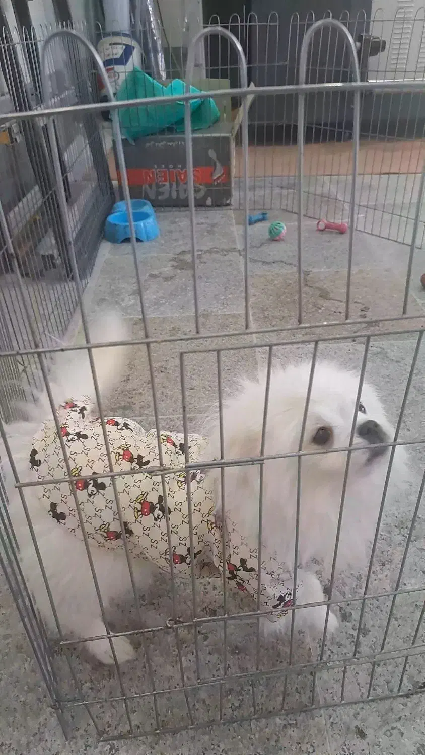 سگ پامر نر اصل|سگ|خرمدره, |دیوار