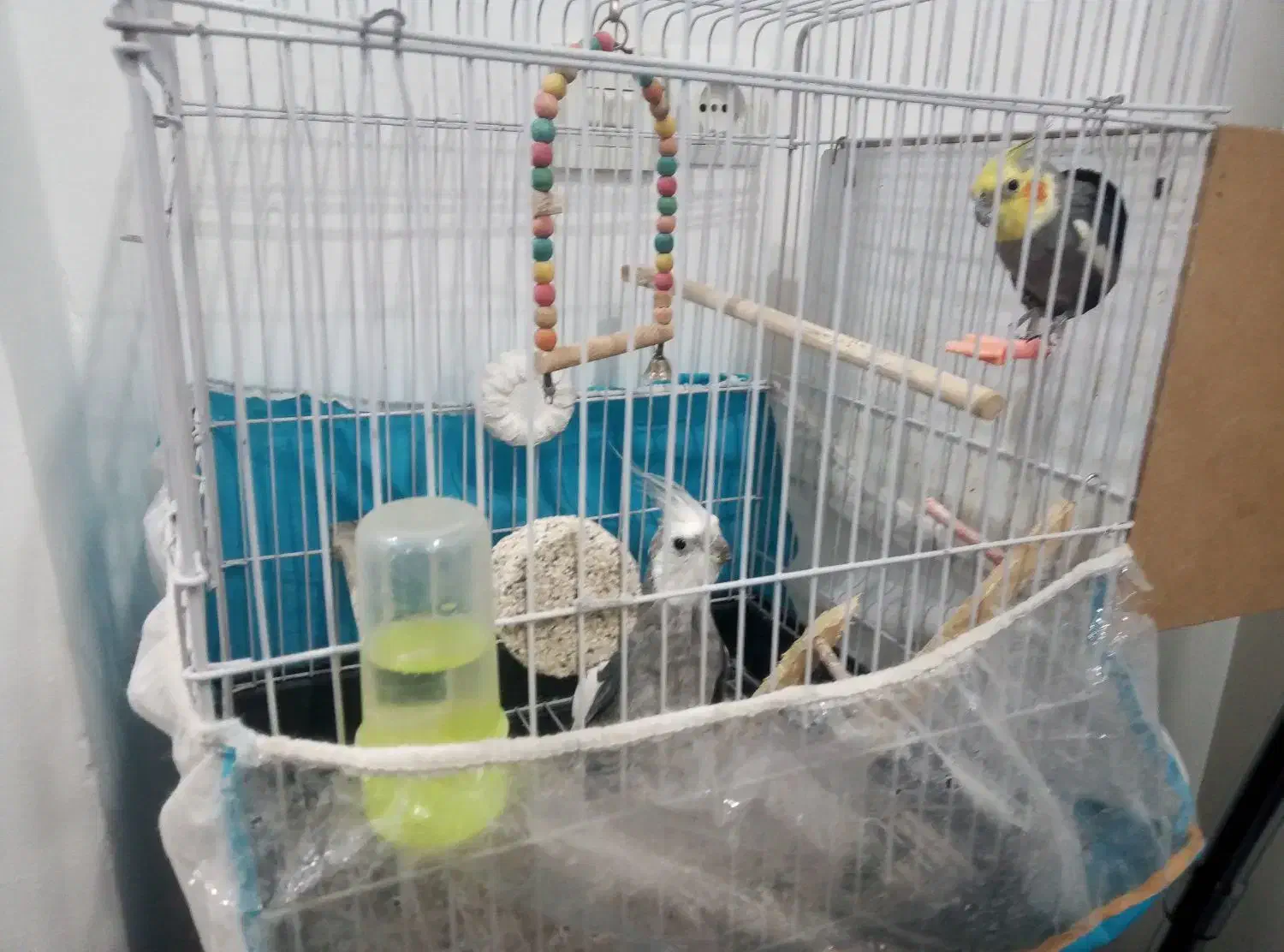 دو تا عروس هلندی ماده ونر|پرنده|شاندیز, |دیوار