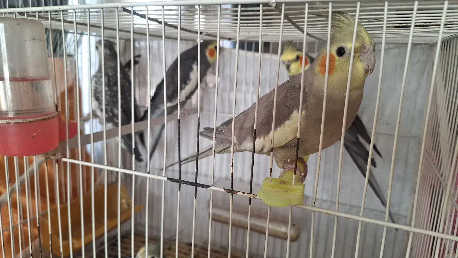 عروس هلندی|پرنده|مشهد, جاهد شهر|دیوار