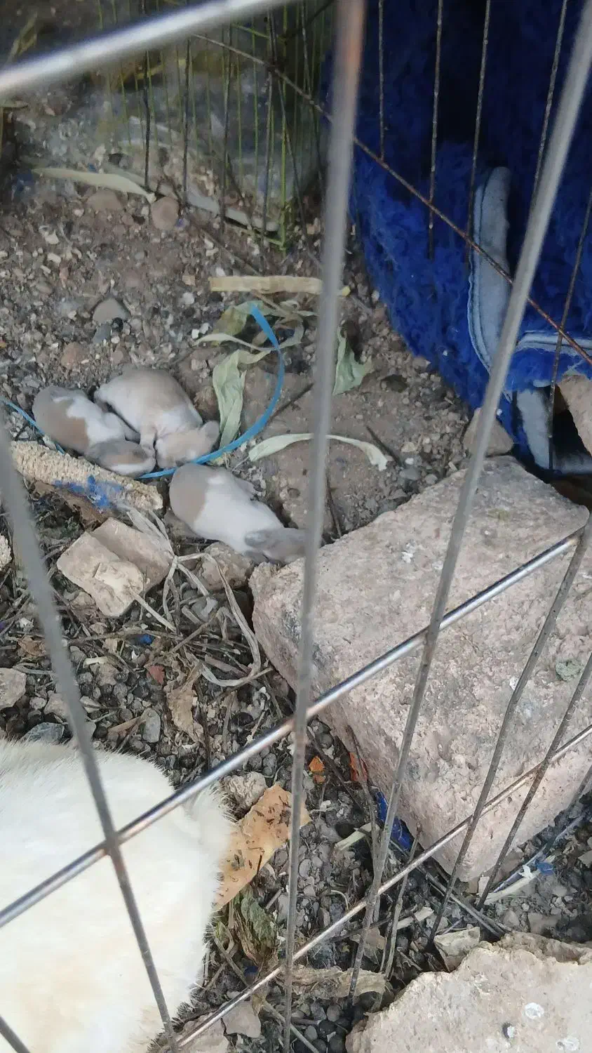 ۴تاخرگوش معاوضه|موش و خرگوش|کرمانشاه, |دیوار