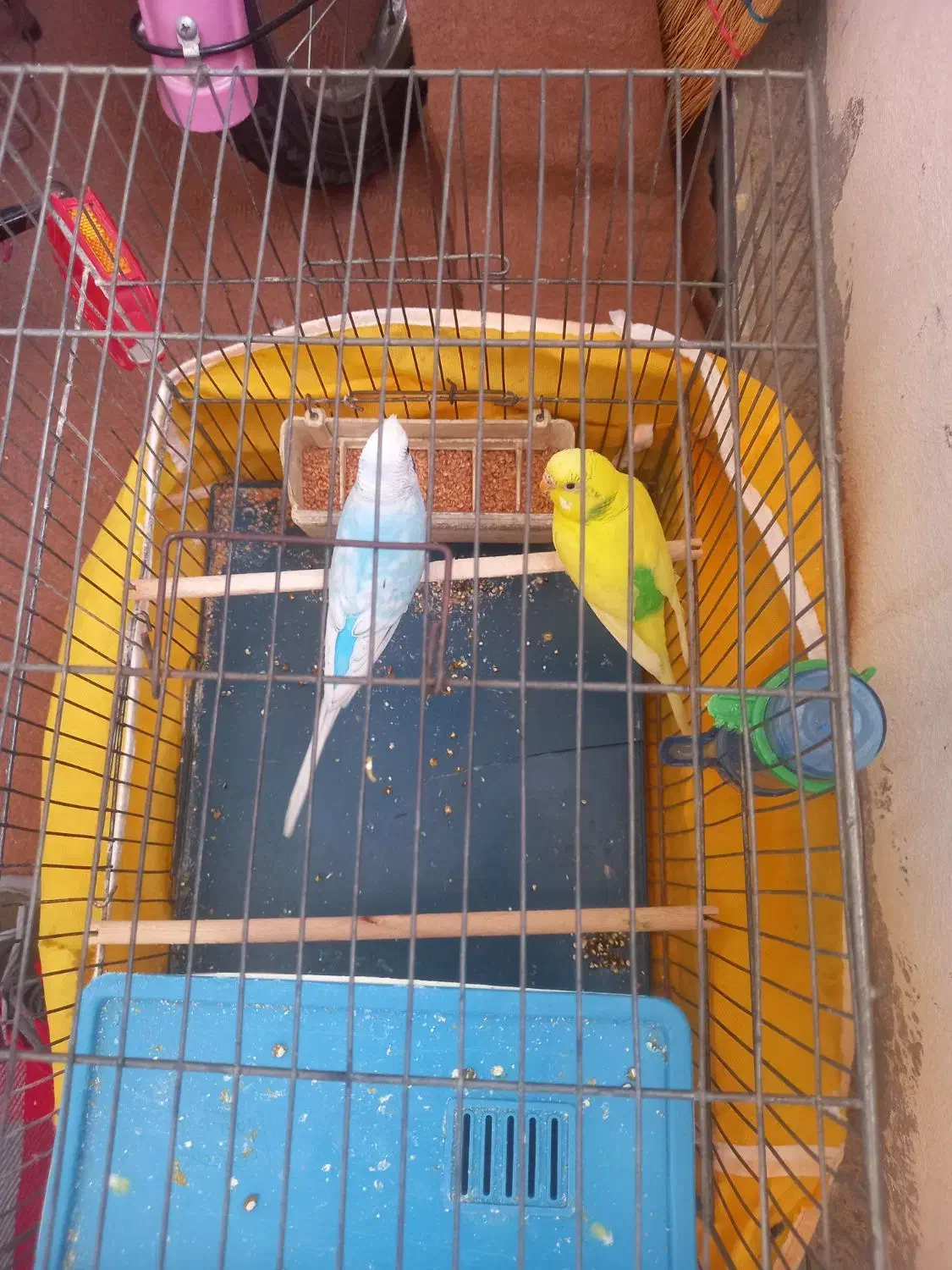 دو عدد مرغ عشق با قفس|پرنده|اردبیل, |دیوار