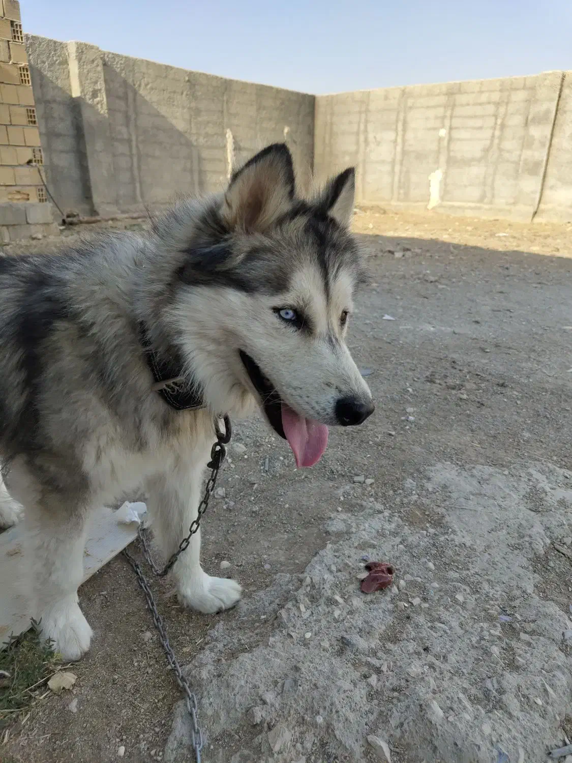 سگ هاسکی نر|سگ|کرمانشاه, |دیوار