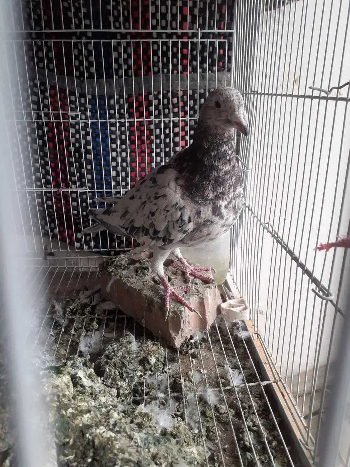 تماس|پرنده|مشهد, کشف|دیوار