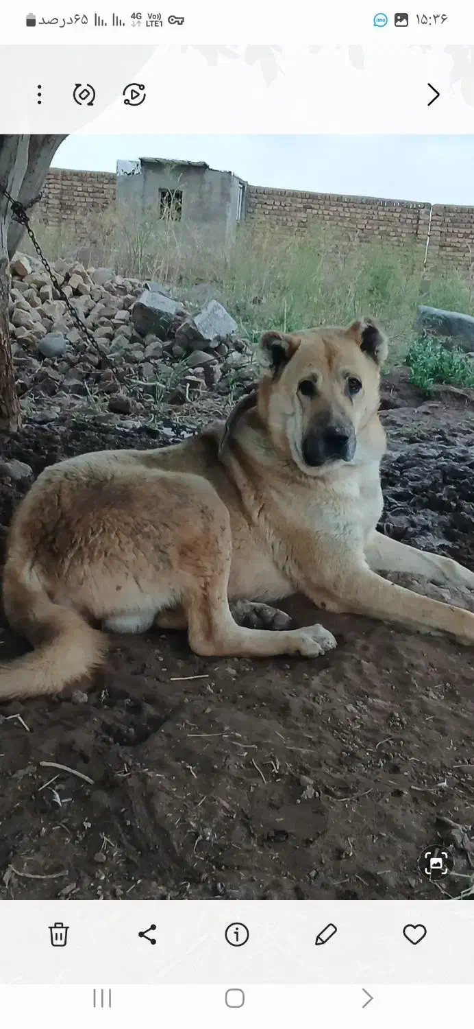 سلام برادران گله من این سگ گمشده کسی جایی دیده|سگ|اقبالیه, |دیوار