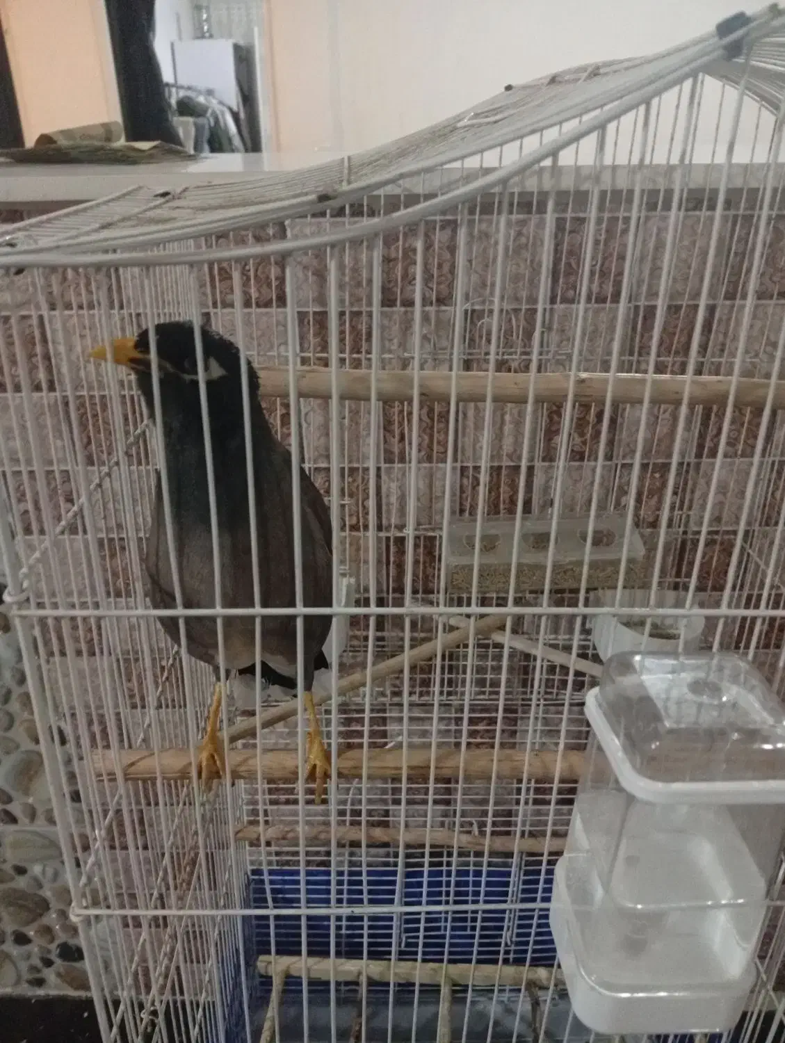 مرغ مینا سخنگوو عروس|پرنده|هشتگرد, قاسم آباد بزرگ|دیوار