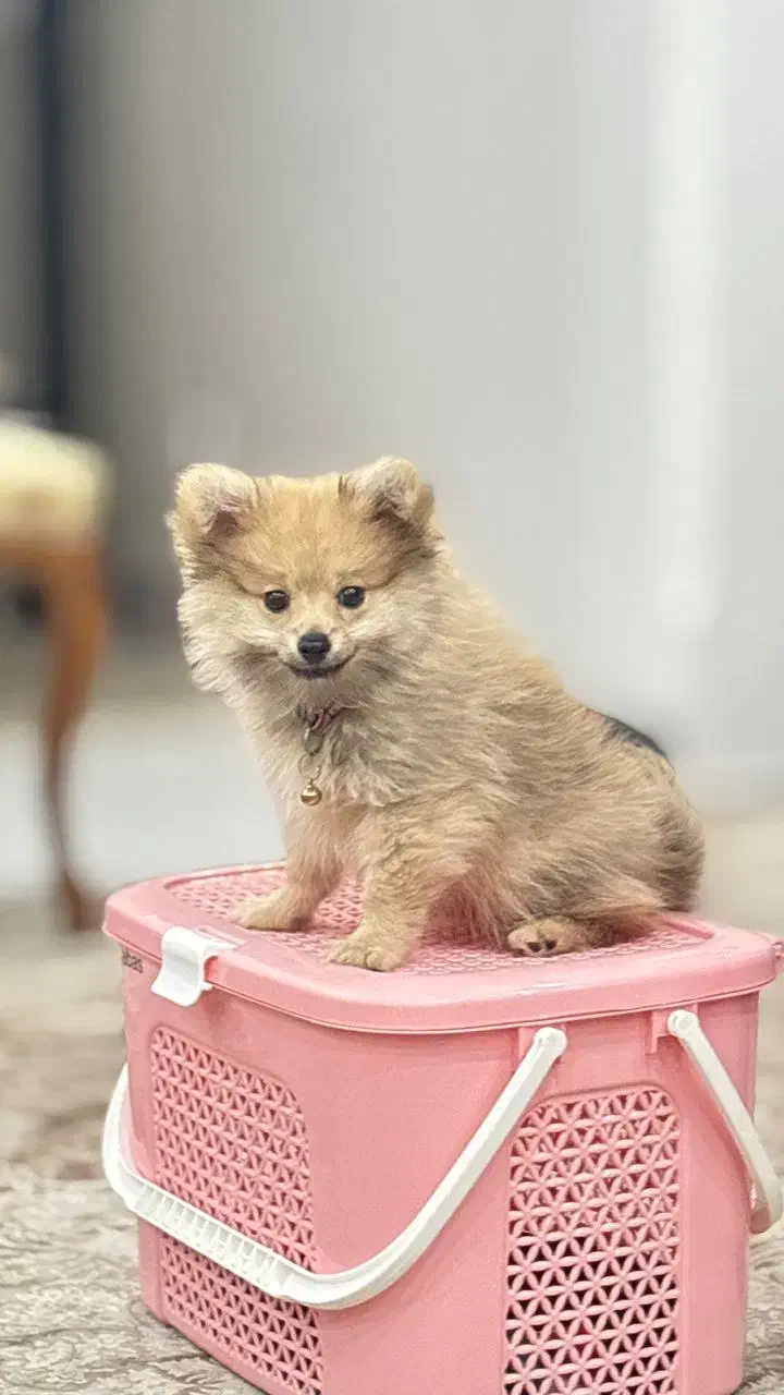 پامرین خرسی پرتقالی|سگ|تهران, باغ خزانه|دیوار