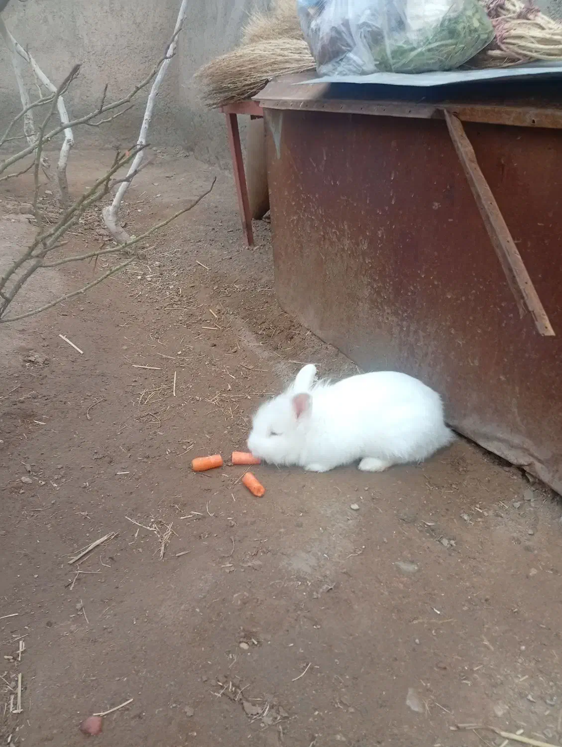 خرگوش خانگی|موش و خرگوش|سبزوار, هفت تیر|دیوار