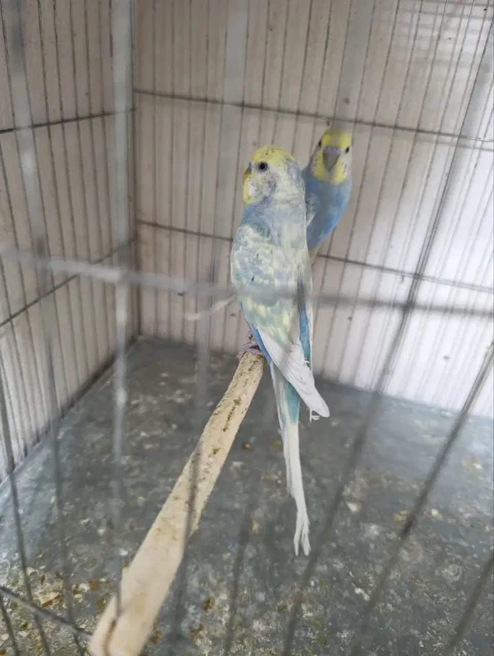 مرغ عشق رینبو|پرنده|قم, نخودی|دیوار