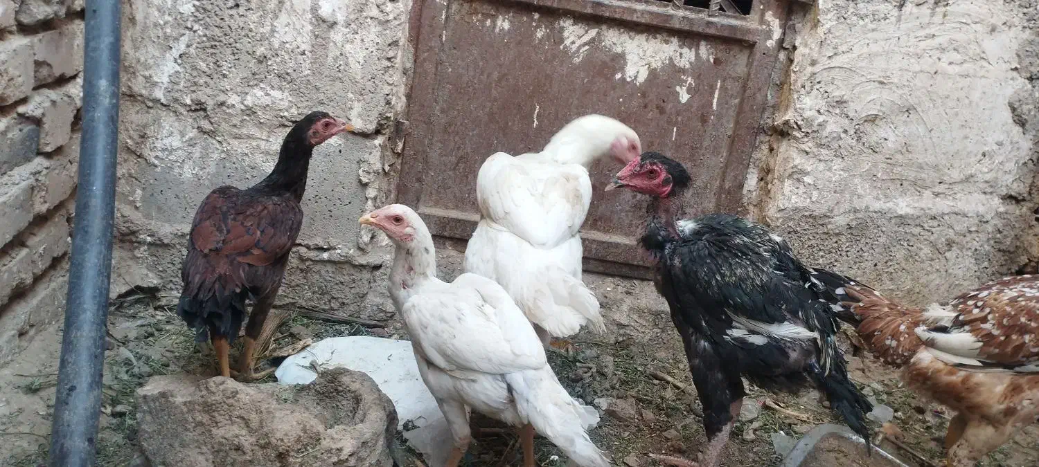 معاوضه مرغ باگوشی|حیوانات مزرعه|خاش, |دیوار