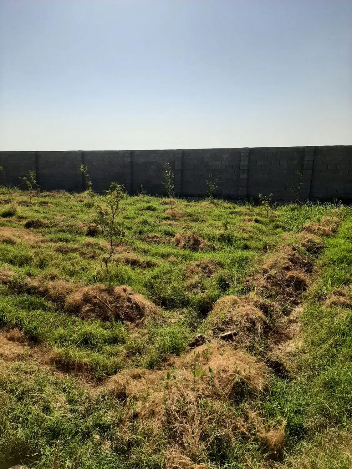 قطعه باغ ۱۰۰۰ متر|فروش دفتر صنعتی، کشاورزی، تجاری|دزفول, |دیوار