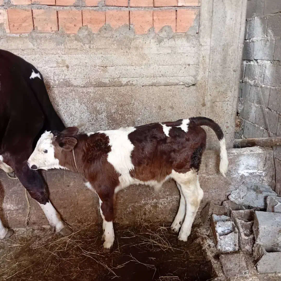 گاو گوساله|حیوانات مزرعه|آمل, |دیوار