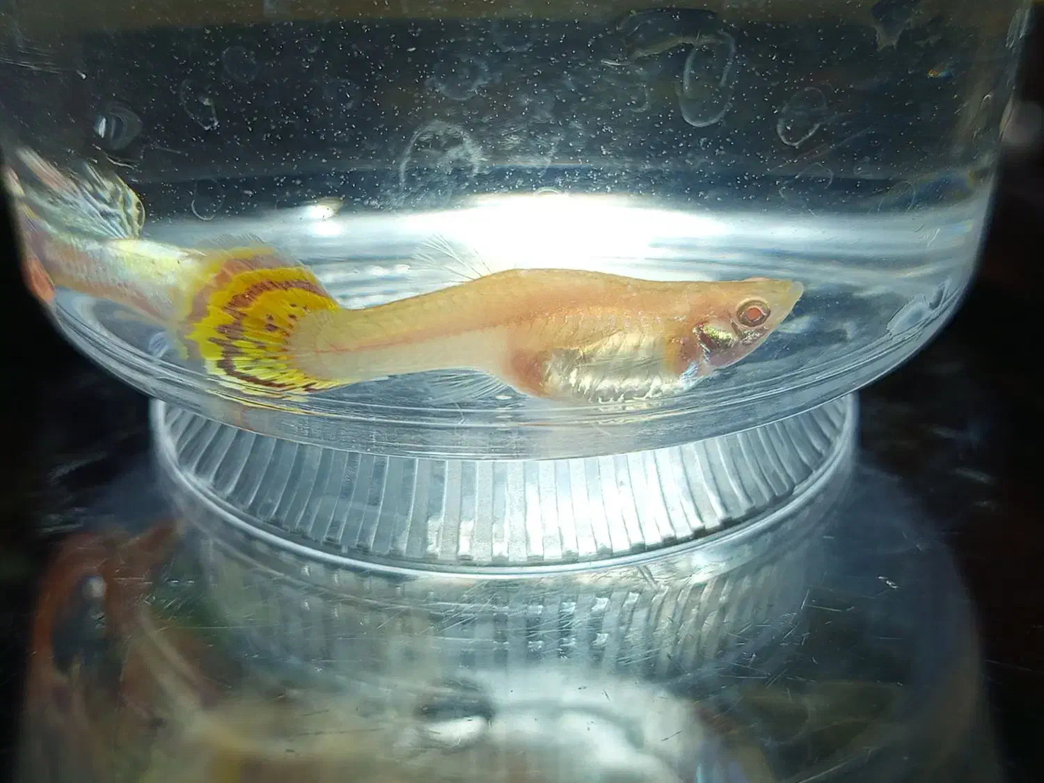 ماهی،گوپی،آکواریوم،لوازم آکواریوم،حلزون|ماهی|مهاجران, |دیوار