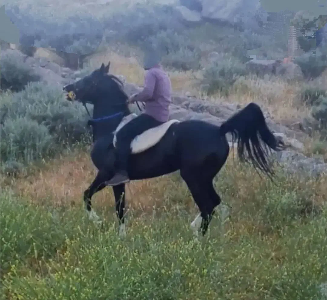 اسب|اسب و تجهیزات اسب‌سواری|اصفهان, شاهزاده ابراهیم|دیوار