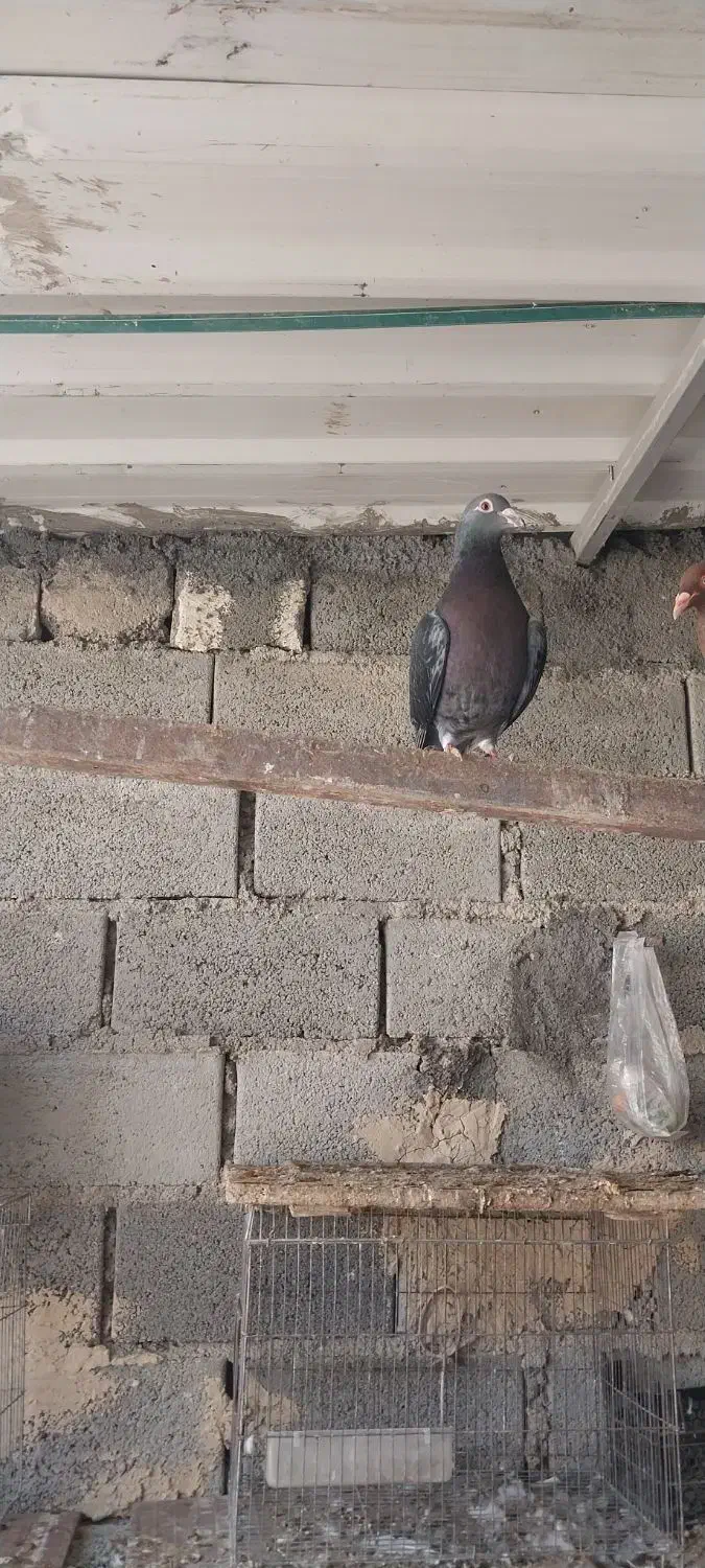 کبوتر|پرنده|وراوی, |دیوار