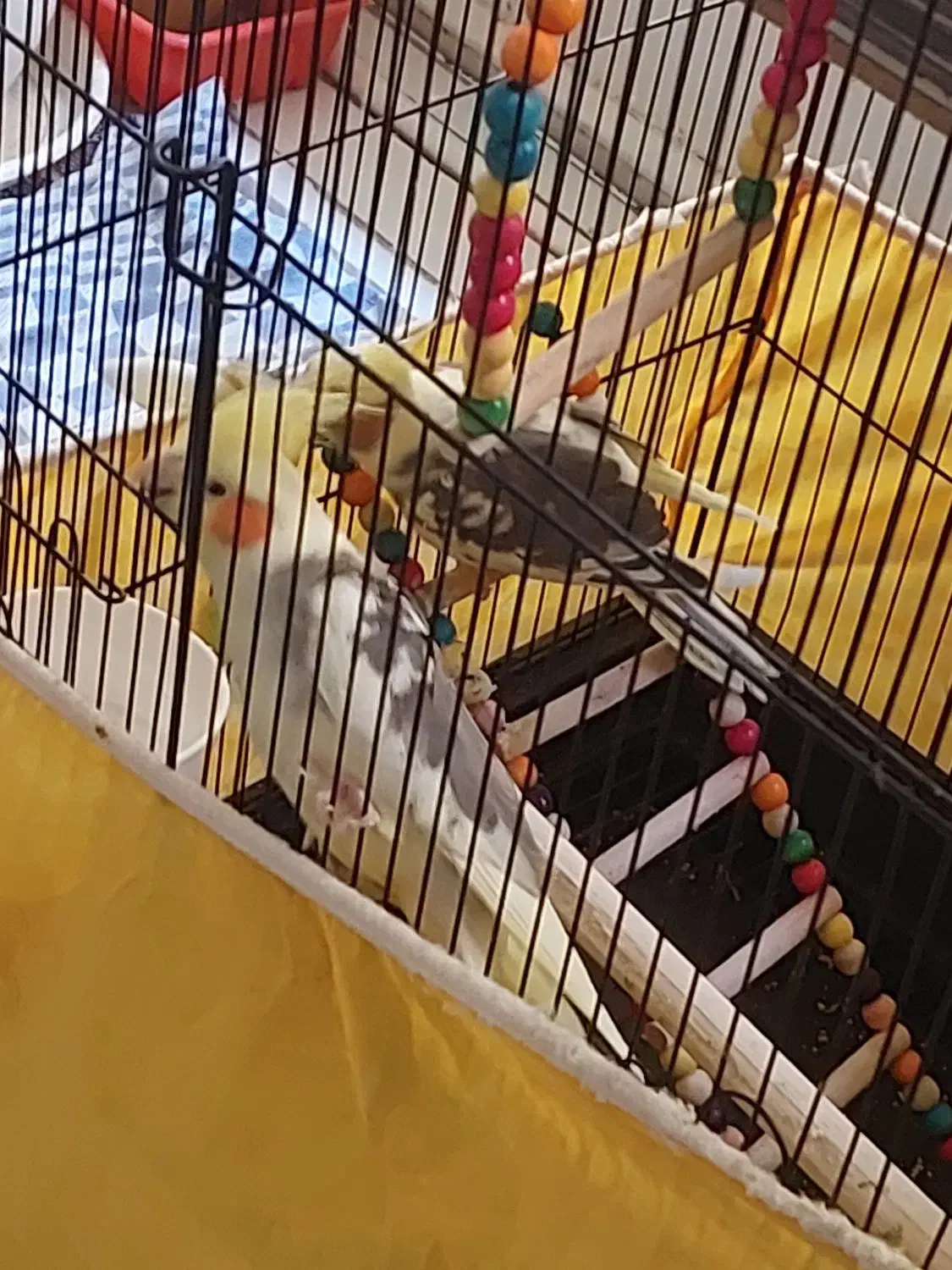 عروس هلندی|پرنده|تهران, امیریه|دیوار