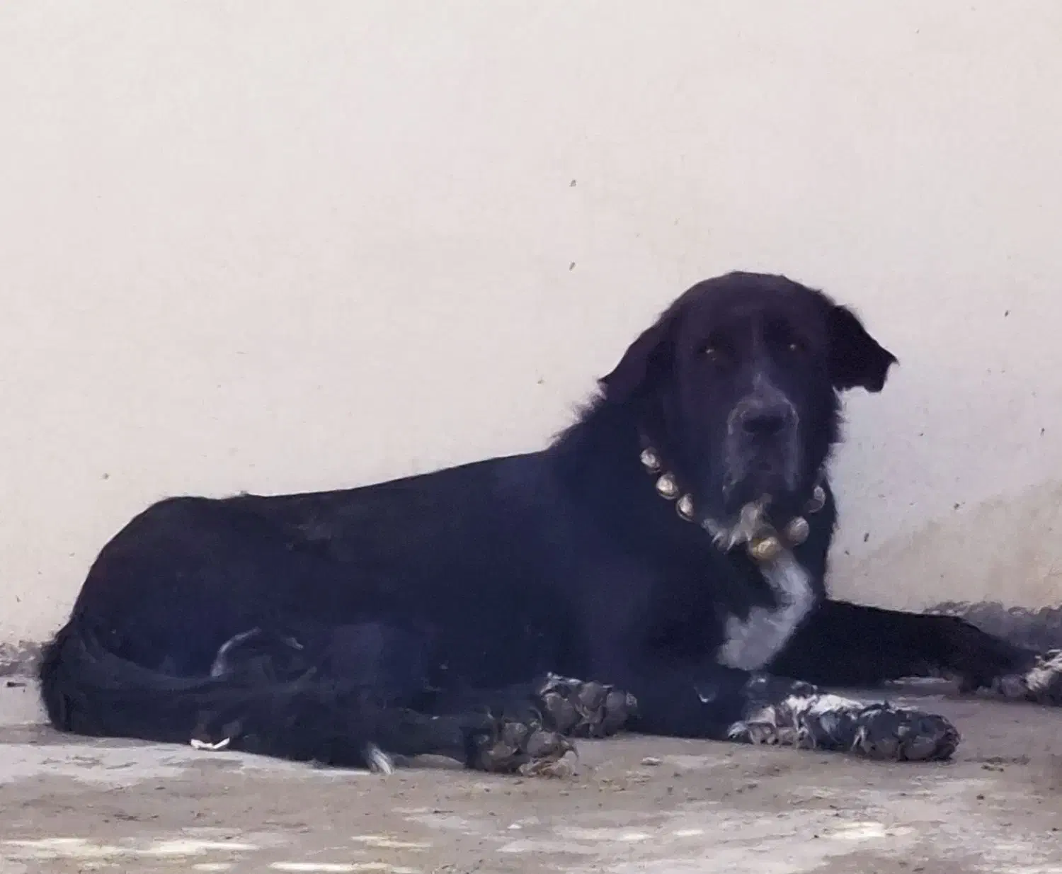 سگ قدرجونی|سگ|خمینیشهر, |دیوار